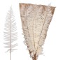 Preview: Westernfarn gebleicht 50-60cm präpariert