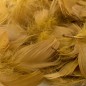 Preview: Senfgelbe Federn von Hühnern 20 Stück