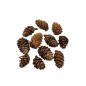 Preview: Lärchenzapfen natur 4-6cm 5 Stück