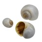 Preview: Muschelschnecken 3-4,5cm natur