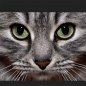 Preview: Katzenaugen Pupillenstand