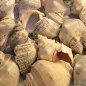 Preview: Muschelschnecken 3-5cm