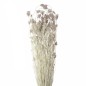 Preview: Getrocknetes wilder Fenchel natur 300g in 70cm Länge