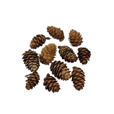 Lärchenzapfen natur 4-6cm 5 Stück