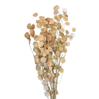 Lunaria Silberblatt natur 60cm 100g