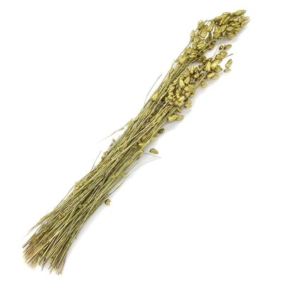 Zittergras getrocknet gold wash ca. 50-60cm für Trockensträuße 10g