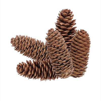 Tannen/Fichten Zapfen ca. 15cm natur braun 5 Stück