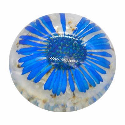 Cabochon Trockenblume blau 25mm