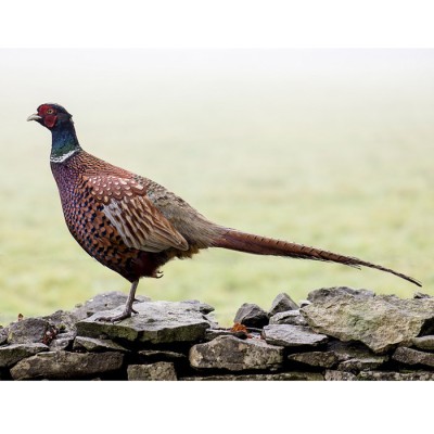 Federn vom Fasanvogel