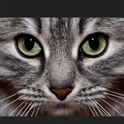 Katzenaugen Pupillenstand