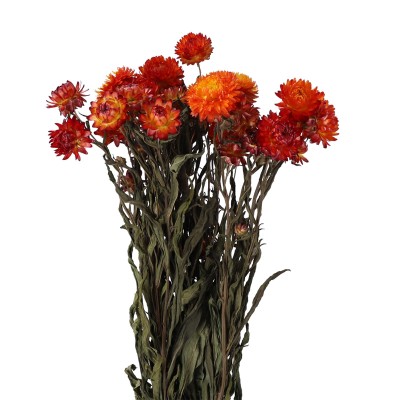 Strohblume Helichrysum orange 50cm 1 Bund