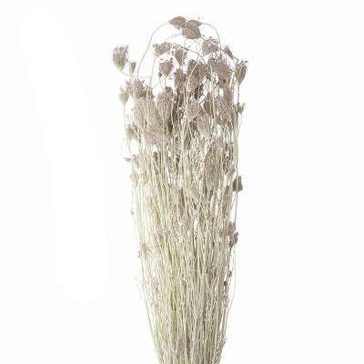 Getrocknetes wilder Fenchel natur 300g in 70cm Länge