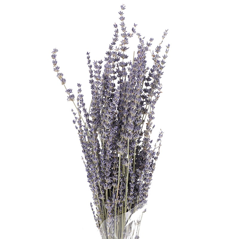 Getrockneter Lavendel naturblau 55cm 1 Bund