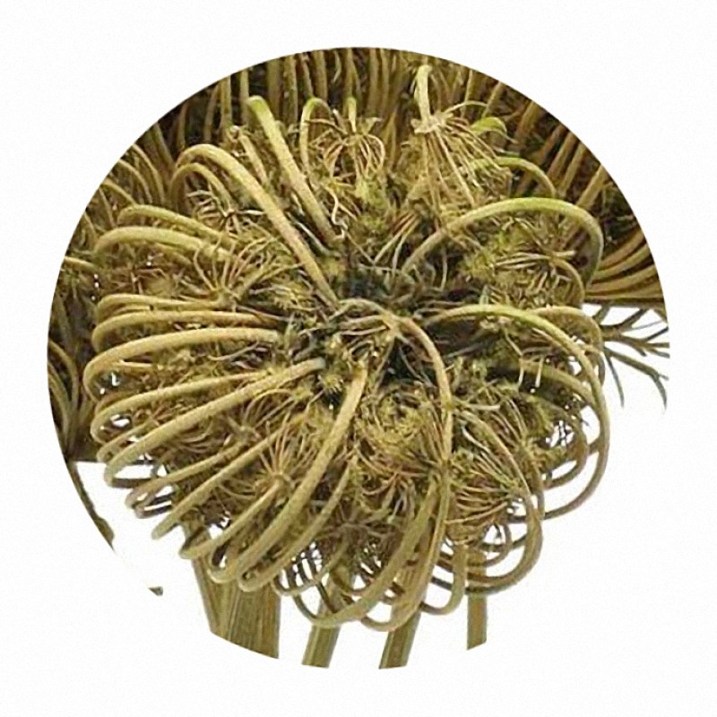 Wilder Fenchel Samenstand getrocknet