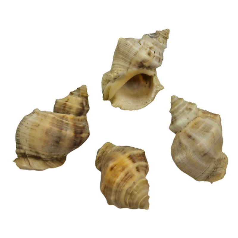 Muschelschnecken sterilisiert zu Dekozwecken 3-5cm natur