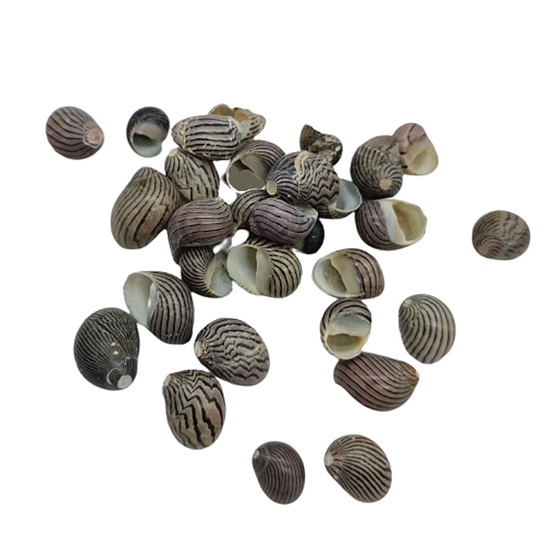 Nerita Polita Muscheln Schnecken 50g