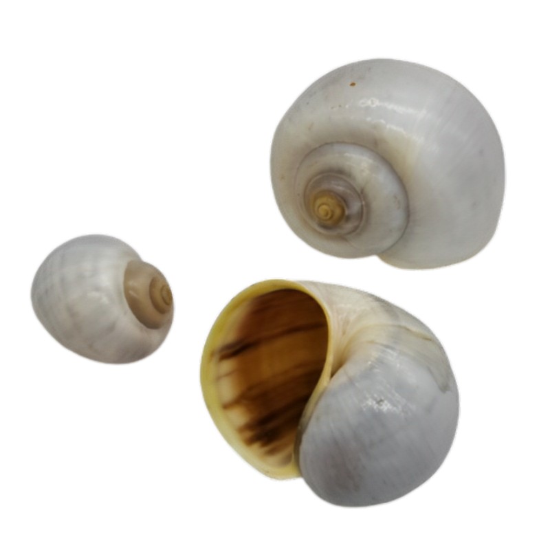 Muschelschnecken 3-4,5cm natur