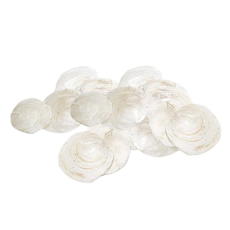 Muscheln Placuna Placenta sterilisiert zu Dekozwechen 9-12cm 1kg