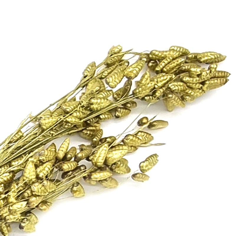 Zittergras getrocknet gold wash ca. 50-60cm für Trockensträuße 10g Bund