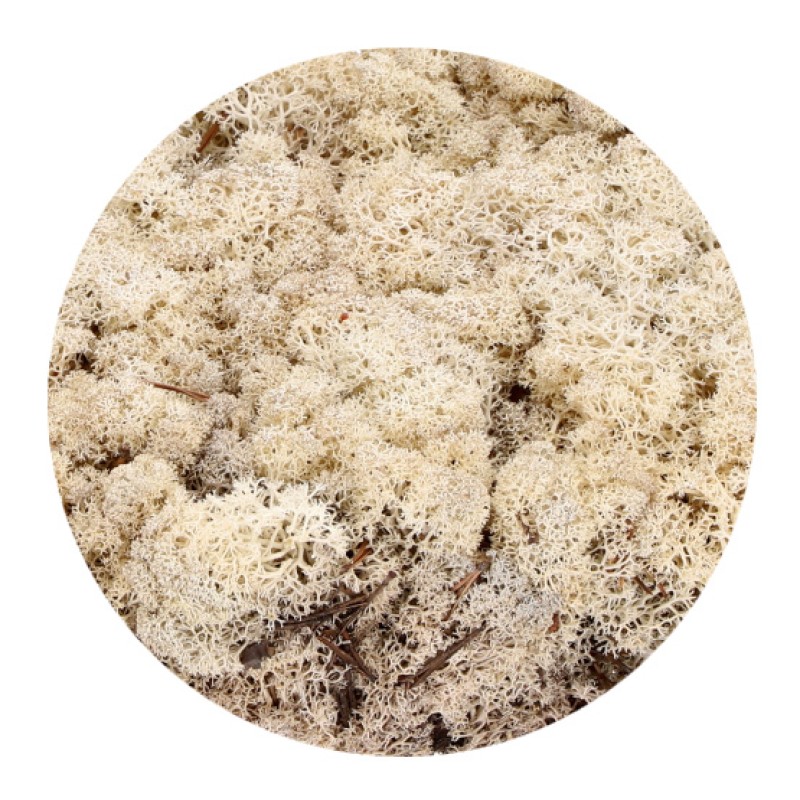 Islandmoos natur im 450g Beutel