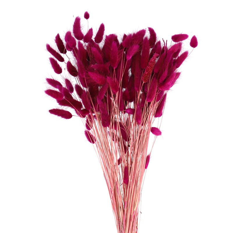 Laugurus Gras 50cm cyclam für Trockensträuße