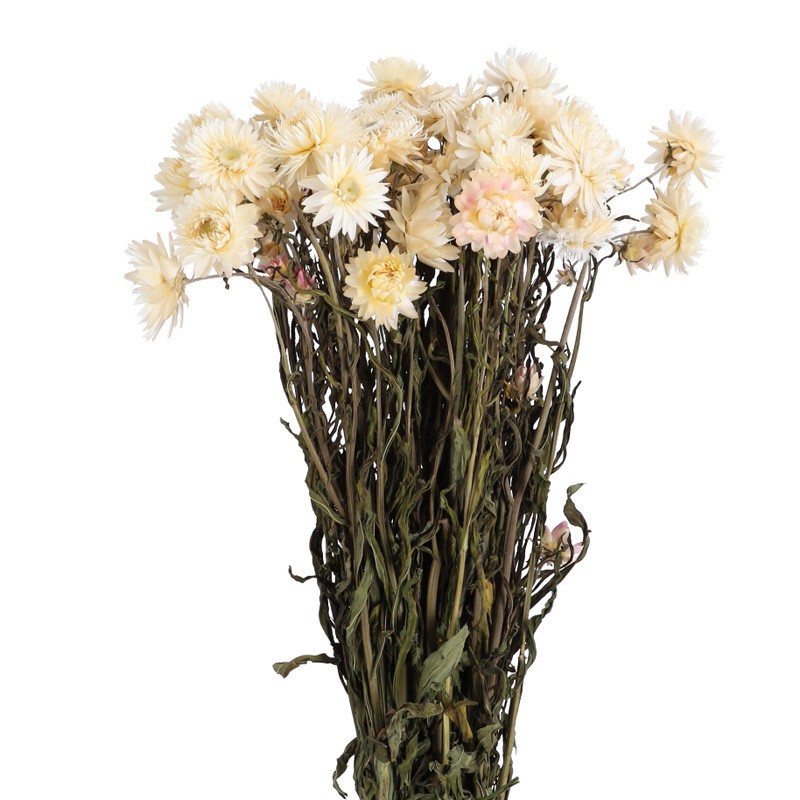 Strohblume Helichrysum creme 50cm 1 Bund