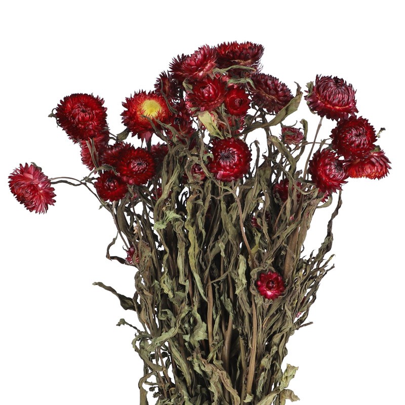Strohblume Helichrysum rot 50cm 1 Bund