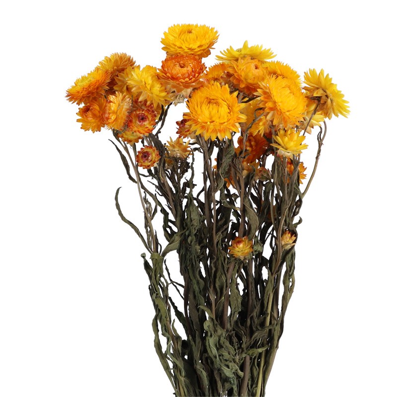 Strohblume Helichrysum gelb 50cm 1 Bund