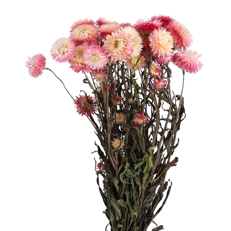 Strohblume Helichrysum rosa 50cm 1 Bund