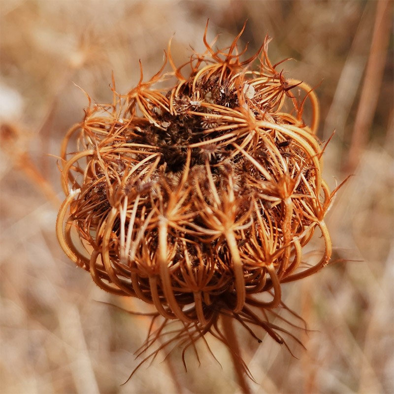 Wilder Fenchel natur getrocknet