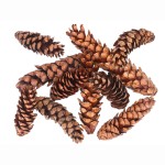 Zapfen 15cm Strobus natur