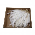 Kielfedern 15cm weiß 10 Stück